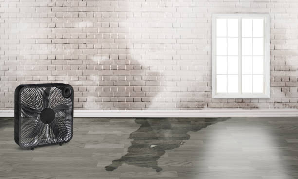Best Water damage contractors near me  in Pelican Bay, FL